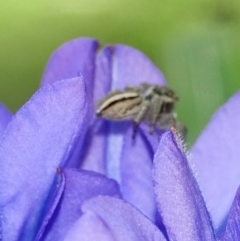 Maratus scutulatus at Hughes, ACT - 20 Oct 2020