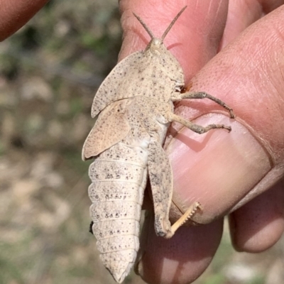 Goniaea australasiae at Black Range, NSW - 20 Oct 2020 by StephH