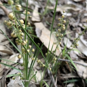 Lomandra filiformis subsp. filiformis at Black Range, NSW - 20 Oct 2020