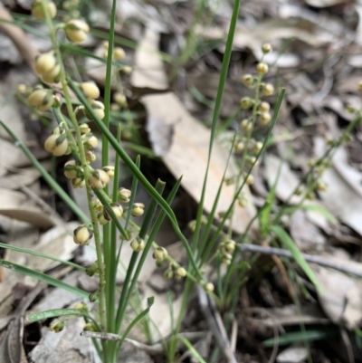 Lomandra filiformis subsp. filiformis (Wattle Matrush) at Black Range, NSW - 20 Oct 2020 by StephH