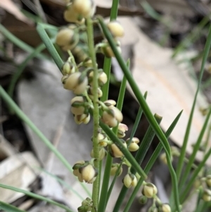 Lomandra filiformis subsp. filiformis at Black Range, NSW - 20 Oct 2020