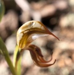 Oligochaetochilus hamatus at Holt, ACT - 19 Oct 2020