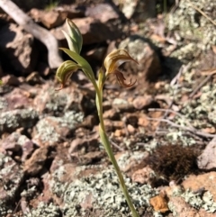 Oligochaetochilus hamatus at Holt, ACT - 19 Oct 2020