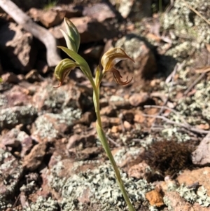 Oligochaetochilus hamatus at Holt, ACT - 19 Oct 2020