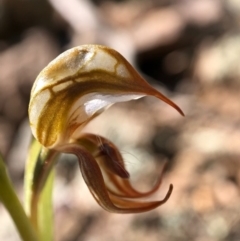 Oligochaetochilus hamatus at Holt, ACT - suppressed