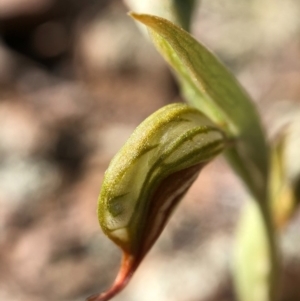 Oligochaetochilus hamatus at Holt, ACT - 19 Oct 2020