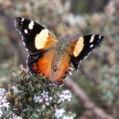 Vanessa itea (Yellow Admiral) at Namadgi National Park - 13 Oct 2020 by SWishart