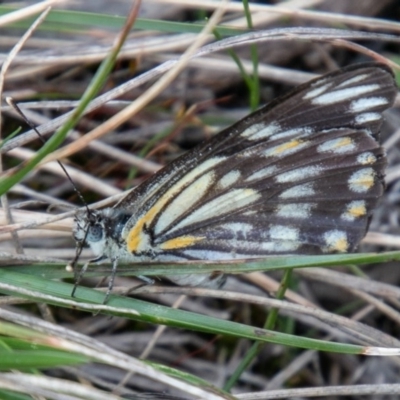 Belenois java (Caper White) at Cotter River, ACT - 13 Oct 2020 by SWishart