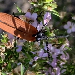 Porrostoma rhipidium (Long-nosed Lycid (Net-winged) beetle) at Black Range, NSW - 20 Oct 2020 by Steph H