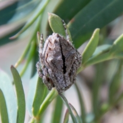 Socca pustulosa (Knobbled Orbweaver) at Brindabella, NSW - 13 Oct 2020 by SWishart