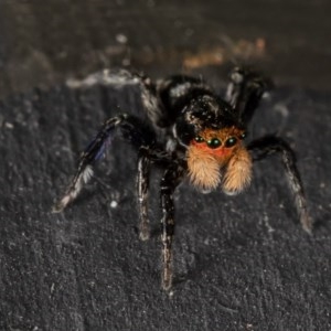 Euophryinae sp.(Undescribed) (subfamily) at Macgregor, ACT - 20 Oct 2020