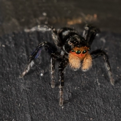 Euophryinae sp.(Undescribed) (subfamily) (A jumping spider) at Macgregor, ACT - 20 Oct 2020 by Roger