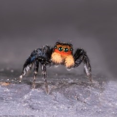 Euophryinae sp.(Undescribed) (subfamily) at Macgregor, ACT - 20 Oct 2020