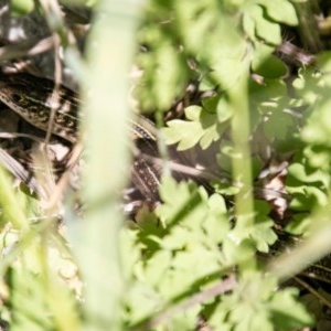 Ctenotus robustus at Holt, ACT - 14 Oct 2020