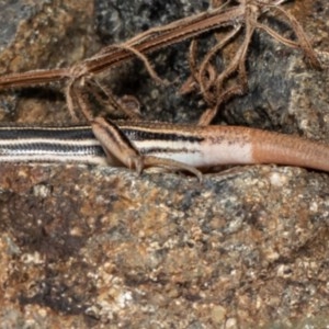 Ctenotus taeniolatus at Acton, ACT - 20 Oct 2020