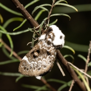 Genduara punctigera at Acton, ACT - 20 Oct 2020 12:28 PM