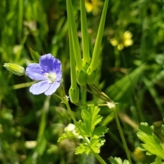 Erodium crinitum (Native Crowfoot) at Griffith, ACT - 20 Oct 2020 by SRoss