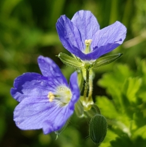 Erodium crinitum at Griffith, ACT - 20 Oct 2020 01:53 PM