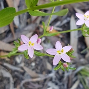 Centaurium erythraea at Bruce, ACT - 20 Oct 2020