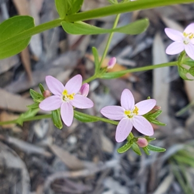 Centaurium erythraea (Common Centaury) at Bruce, ACT - 20 Oct 2020 by trevorpreston