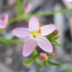 Centaurium erythraea at Bruce, ACT - 20 Oct 2020