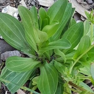 Centaurium erythraea at Bruce, ACT - 20 Oct 2020