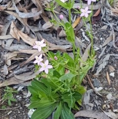 Centaurium erythraea at Bruce, ACT - 20 Oct 2020 02:40 PM