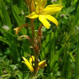 Bulbine bulbosa at Griffith, ACT - 20 Oct 2020 01:56 PM