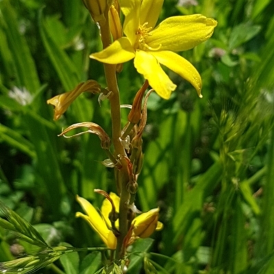 Bulbine bulbosa (Golden Lily, Bulbine Lily) at Griffith, ACT - 20 Oct 2020 by SRoss