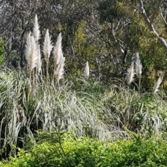 Cortaderia selloana (Pampas Grass) at Bruce, ACT - 20 Oct 2020 by tpreston