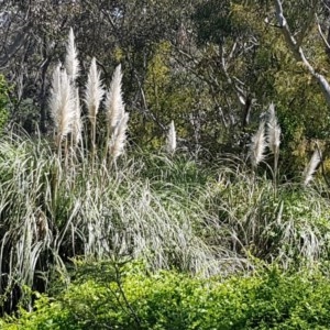 Cortaderia selloana at Bruce, ACT - 20 Oct 2020