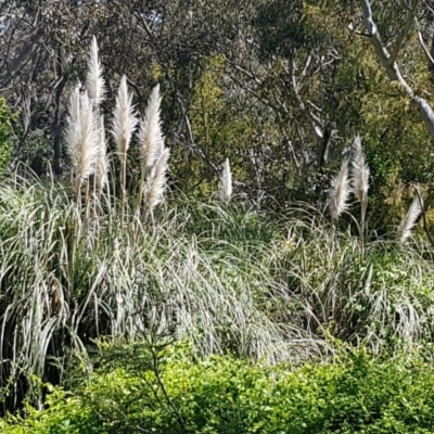 Cortaderia selloana (Pampas Grass) at Bruce Ridge to Gossan Hill - 20 Oct 2020 by trevorpreston