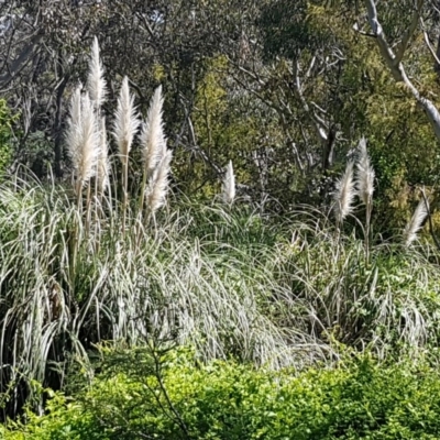 Cortaderia selloana (Pampas Grass) at Bruce Ridge to Gossan Hill - 20 Oct 2020 by tpreston