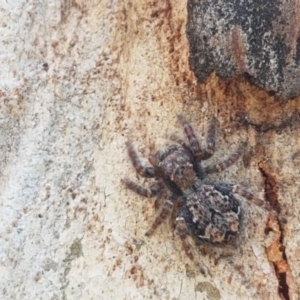 Servaea sp. (genus) at Bruce, ACT - 20 Oct 2020