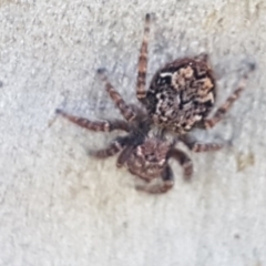 Servaea sp. (genus) at Bruce, ACT - 20 Oct 2020