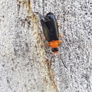 Heteromastix sp. (genus) at Bruce, ACT - 20 Oct 2020