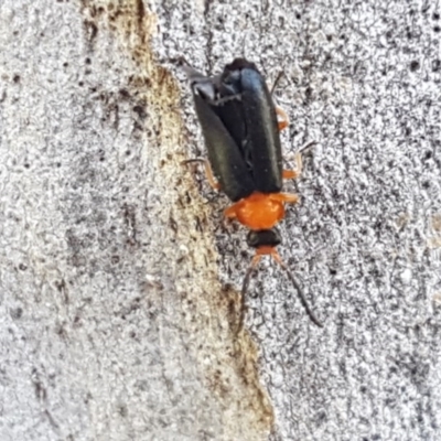 Heteromastix sp. (genus) (Soldier beetle) at Bruce, ACT - 20 Oct 2020 by trevorpreston