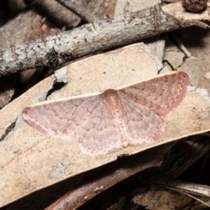 Idaea costaria at Acton, ACT - 20 Oct 2020