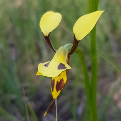Diuris sulphurea (Tiger Orchid) at Bruce, ACT - 20 Oct 2020 by trevorpreston