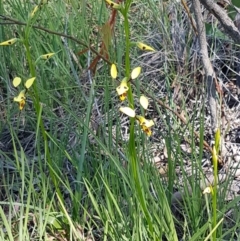 Diuris sulphurea at Bruce, ACT - 20 Oct 2020