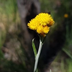 Chrysocephalum apiculatum (Common Everlasting) at Bruce, ACT - 20 Oct 2020 by trevorpreston