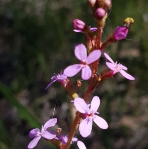 Stylidium graminifolium at Bruce, ACT - 20 Oct 2020