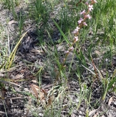 Stylidium graminifolium at Bruce, ACT - 20 Oct 2020