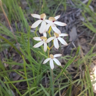 Caladenia cucullata (Lemon Caps) at Bruce, ACT - 20 Oct 2020 by trevorpreston