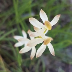 Caladenia cucullata at Bruce, ACT - 20 Oct 2020