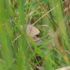 Scopula rubraria (Reddish Wave, Plantain Moth) at WREN Reserves - 18 Oct 2020 by Kyliegw