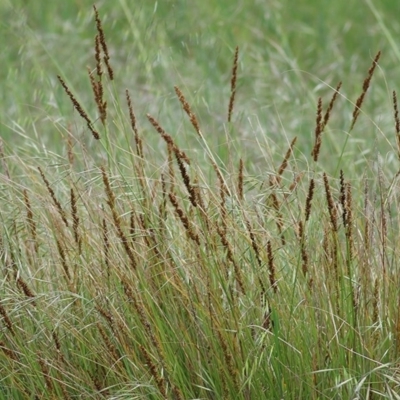 Carex appressa (Tall Sedge) at Wodonga, VIC - 18 Oct 2020 by Kyliegw