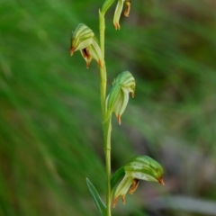 Bunochilus montanus (Montane Leafy Greenhood) at Tidbinbilla Nature Reserve - 11 Oct 2020 by DPRees125