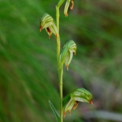 Bunochilus montanus (ACT) = Pterostylis jonesii (NSW) (Montane Leafy Greenhood) at Paddys River, ACT - 12 Oct 2020 by DPRees125