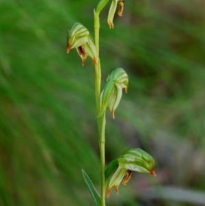 Bunochilus montanus (ACT) = Pterostylis jonesii (NSW) at Paddys River, ACT - 12 Oct 2020